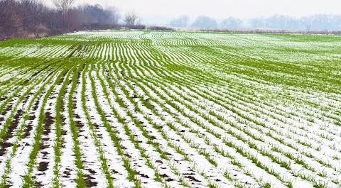 Майские заморозки уничтожили посевы на площади более чем в 800 тысяч гектаров в России