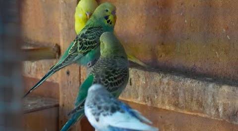 Ферма попугаев в Алматы: более сотни экзотических птиц поселились в питомнике