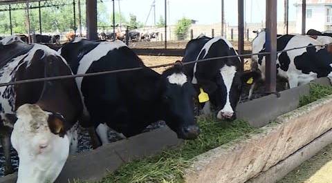 Новые породы коров с большим количеством молока и мяса разводят в Таджикистане