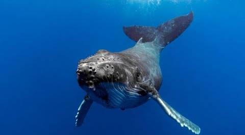 Краснокнижный кит, который запутался в сетях в Баренцевом море, оказался китенком