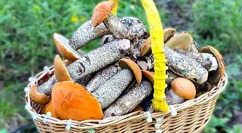 Небывалый урожай подосиновиков в Ленобласти: грибники соревнуются, кто соберет больше грибов