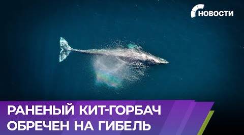 Масштабная операция по спасению кита развернулась в Мурманской области
