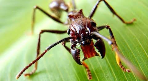 Пчела-убийца, муравей-пуля и другие опаснейшие перепончатокрылые