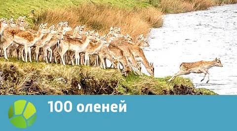 100 оленей | Живая Планета