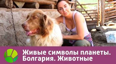 Болгария. Животные | Живые символы планеты | Живая Планета