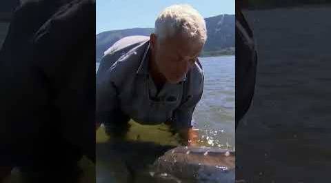 Running out of fishing line: will he catch the 300lb monster?! | River Monsters | Animal Planet