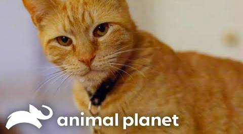This Orange Tabby Cat Ignites a Battle With Her Shy Roommate | My Cat From Hell | Animal Planet