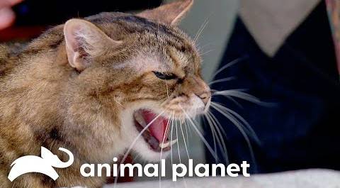 A Deaf Cat Fights With His Disabled Feline House Mate | My Cat From Hell | Animal Planet