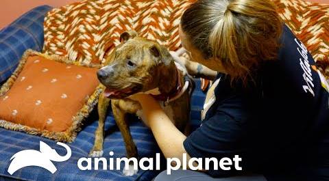 The Inspiring Rescue Story of Cairo, the Beloved Dog | Pit Bulls and Parolees | Animal Planet