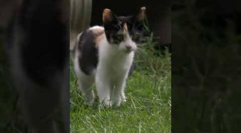 Stealthy cat Skittles bonds with a puppy | Too Cute! | Animal Planet
