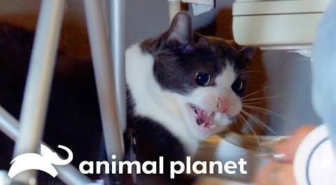 This "Demon Cat" Attacks A Family | My Cat From Hell | Animal Planet
