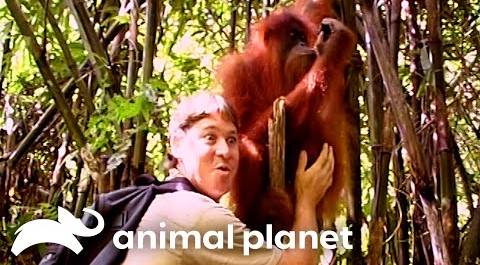 Steve Helps Orangutans In Sumatra | The Crocodile Hunter | Animal Planet