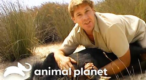 Steve Irwin Interacts With Razorbacks! | Crocodile Hunter | Animal Planet