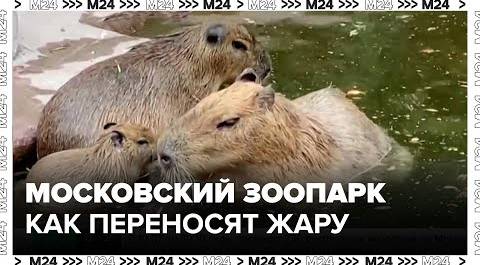 В Московском зоопарке рассказали, как помогают животным пережить жару - Москва 24
