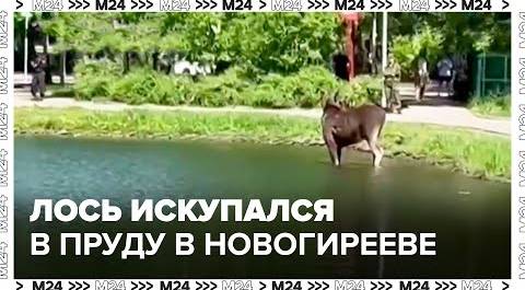 Лось искупался в пруду в Новогирееве - Москва 24