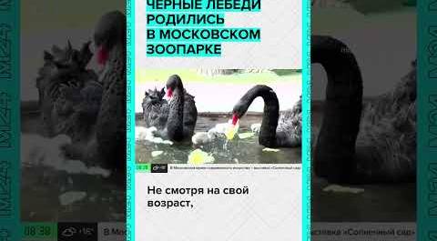 Чёрные лебеди родились в Московском зоопарке