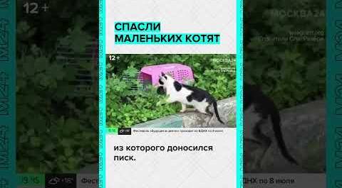 Спасли маленьких котят в Москве