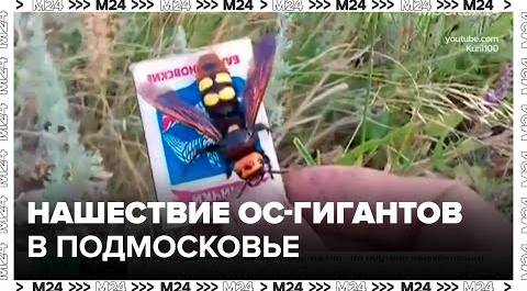 Нашествие ос-гигантов в Подмосковье - Москва 24