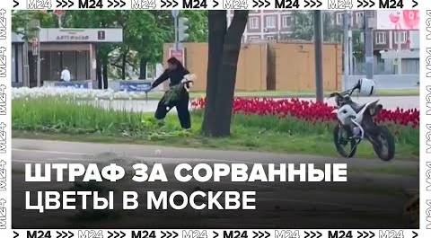 Адвокат рассказал о наказании для москвичей, которые срывают цветы с клумб - Москва 24