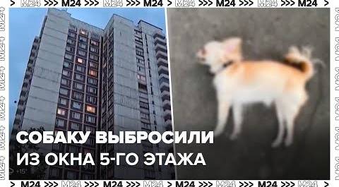 Собаку выбросили из окна 5-го этажа в Новокосине - Безопасный Город
