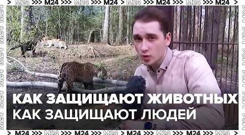 Как Московский зоопарк защищает людей от животных и животных от людей - Москва 24