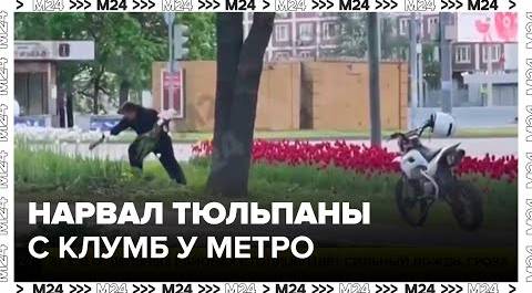 Мужчина нарвал тюльпаны с клумб у метро в Алтуфьеве - Москва 24