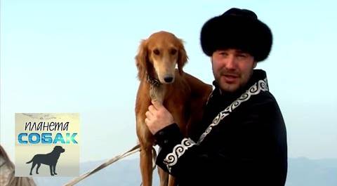 Тазы (Казахские борзые). Планета собак 