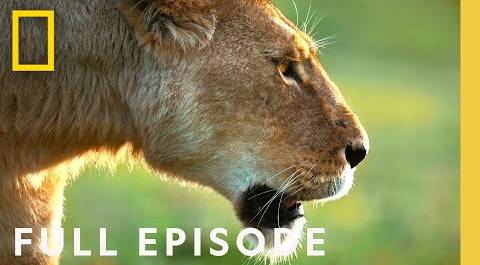 African Queens: Lions vs Hyenas (Full Episode) | Queens | @NatGeo