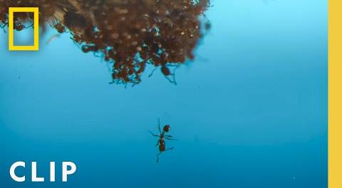 Fire Ants in the Pool | A Real Bug