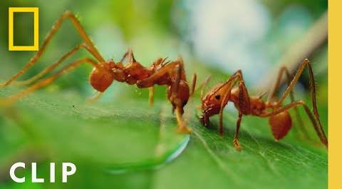 Leafcutter Ants Slice Leaves for the Colony | A Real Bug