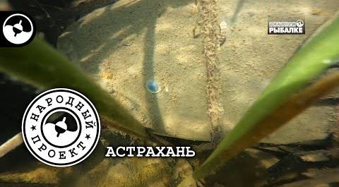 Астраханские сомы во всей красе | Народный проект
