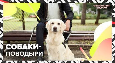 Как СОБАКИ-ПОВОДЫРИ помогают москвичам | Как дрессируют собак | Специальный репортаж