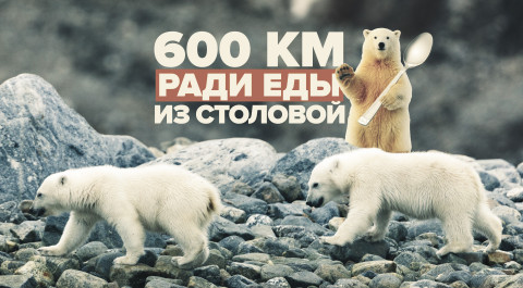 На Ямале два белых медвежонка прошли 600 км, чтобы вернуться к людям