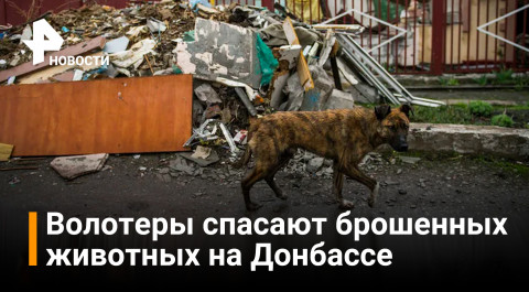 Как российские волонтеры помогают брошенным животным на Донбассе / РЕН Новости