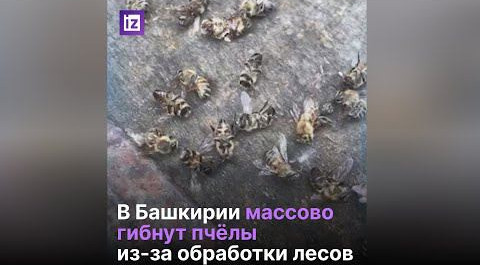 В Башкирии гибнут пчелы