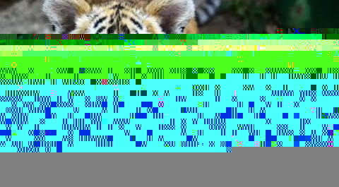 В Приморье спасают полугодовалого тигренка с обморожением и переломами