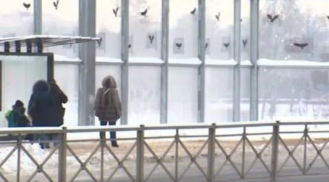 Почти по Хичкоку: на дорожном экране в Петербурге появились аппликации птиц
