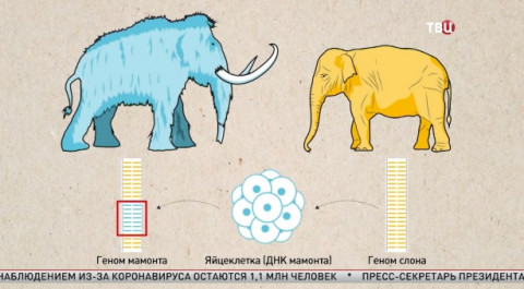 Ученые решили заселить Сибирь мамонтами. Великий перепост
