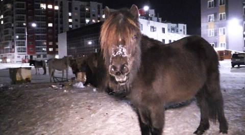 В Якутске появится штрафстоянка для лошадей / События