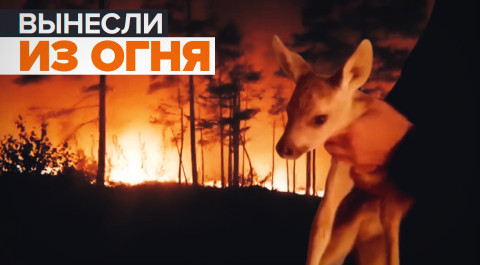Под Челябинском оленёнка спасли из лесного пожара