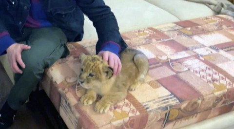 Из Мариуполя в зоопарк "Придорожный" под Донецком перевезли львицу и двух тигрят